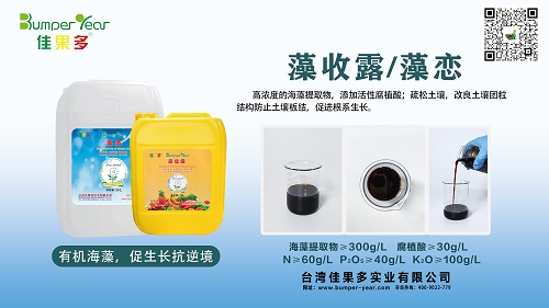 藻收露藻恋小.jpg